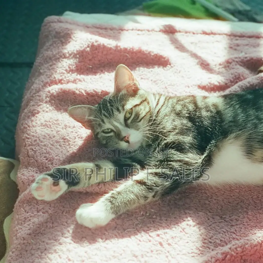 1-3 months Female Mixed Breed American Shorthair