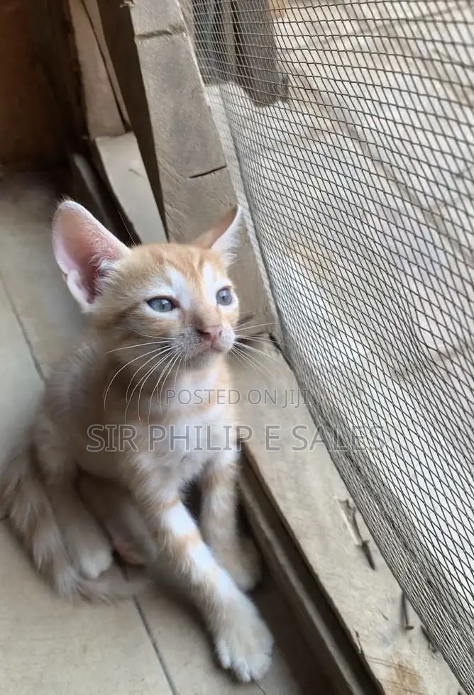 1-3 months Female Mixed Breed American Shorthair