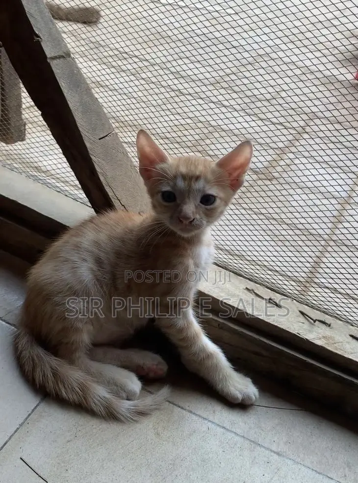 1-3 months Female Mixed Breed American Shorthair