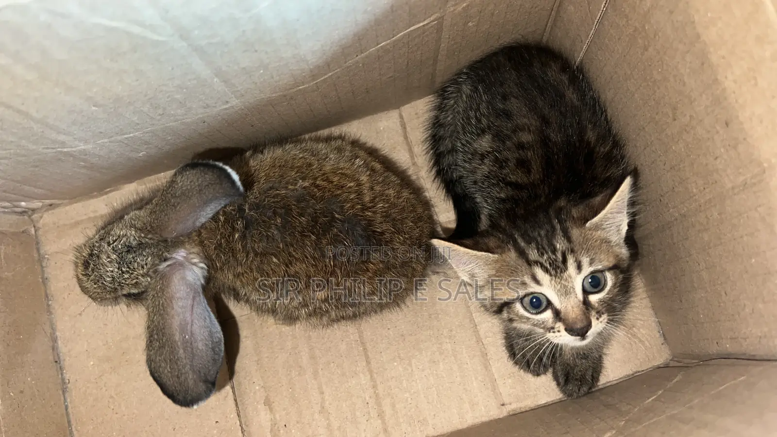 1-3 months Female Mixed Breed American Shorthair