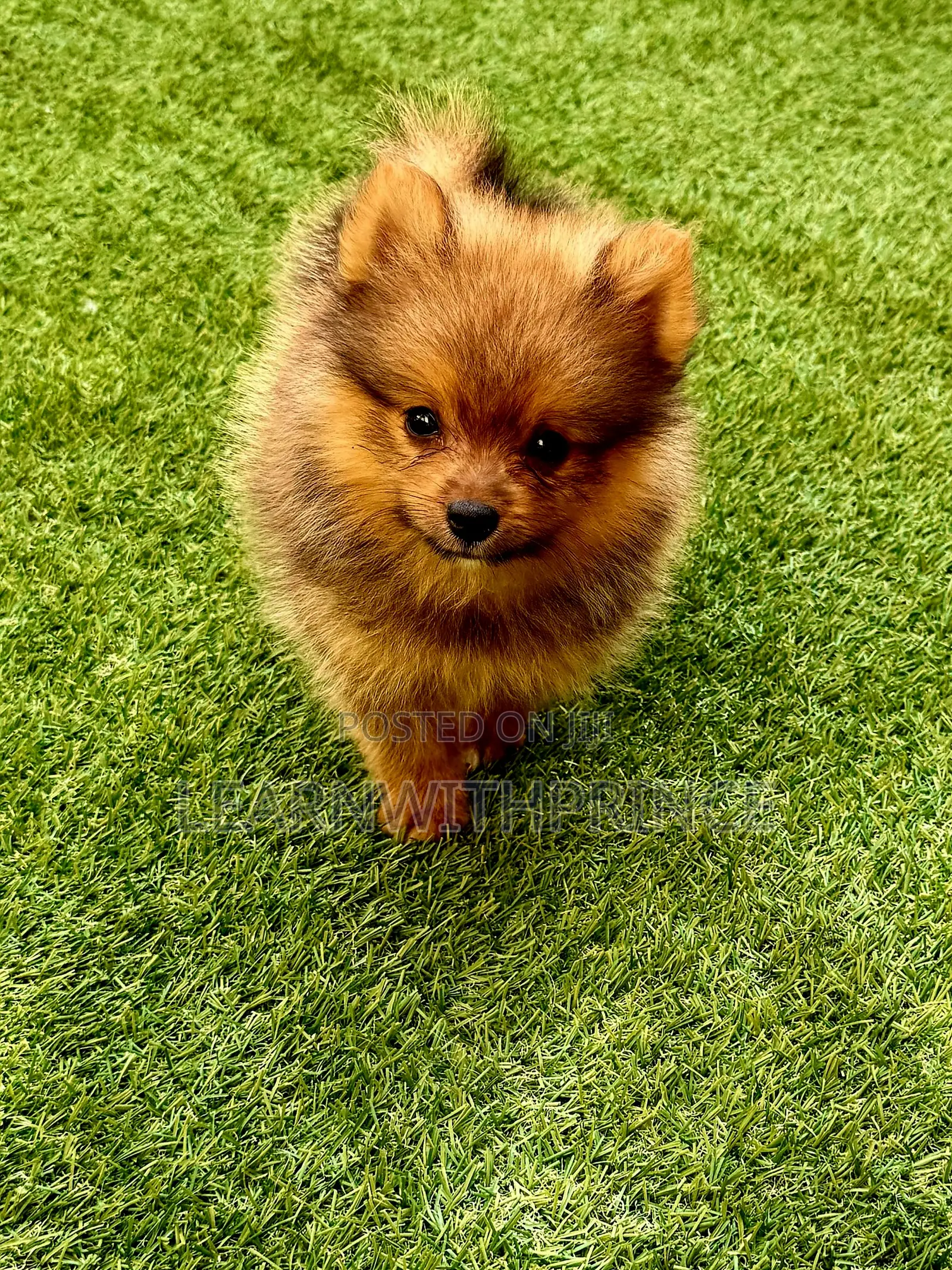 1-3 months Male Purebred Pomeranian