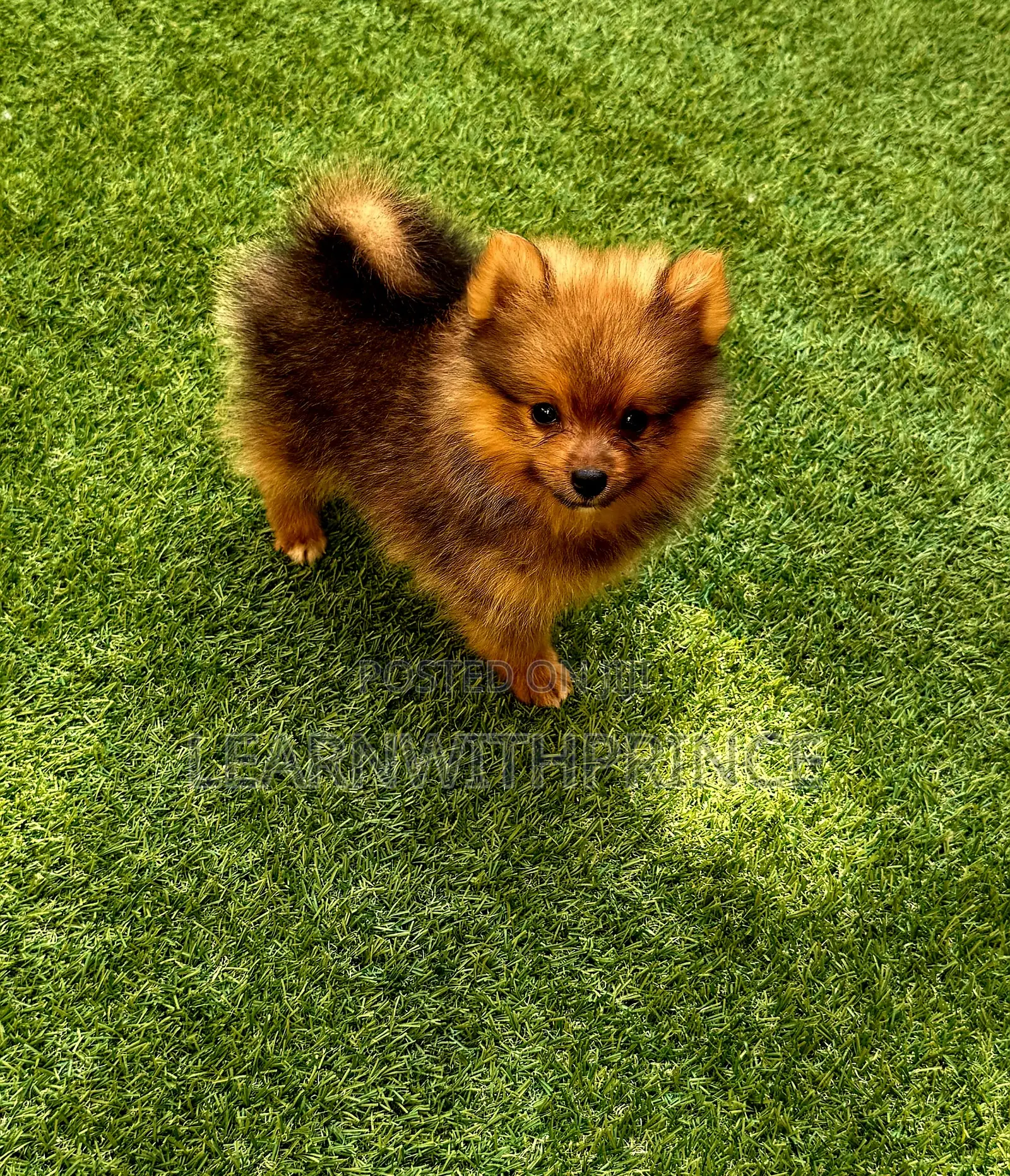 1-3 months Male Purebred Pomeranian