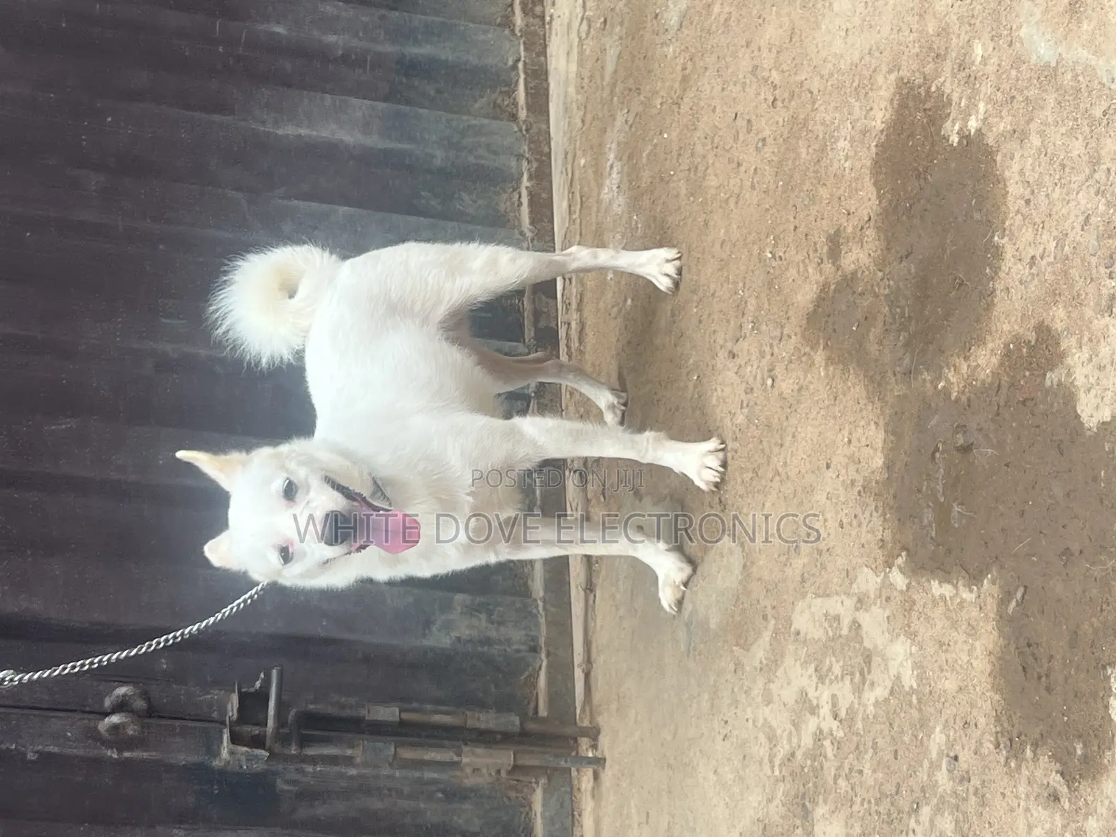 6-12 months Male Purebred American Eskimo