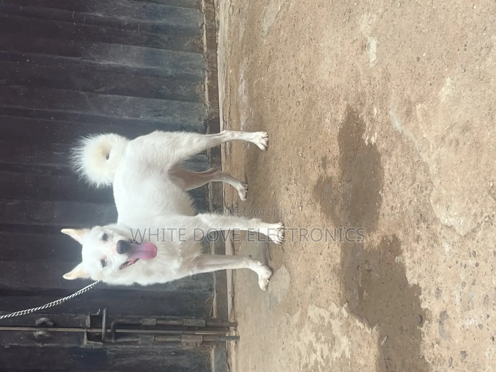 6-12 months Male Purebred American Eskimo