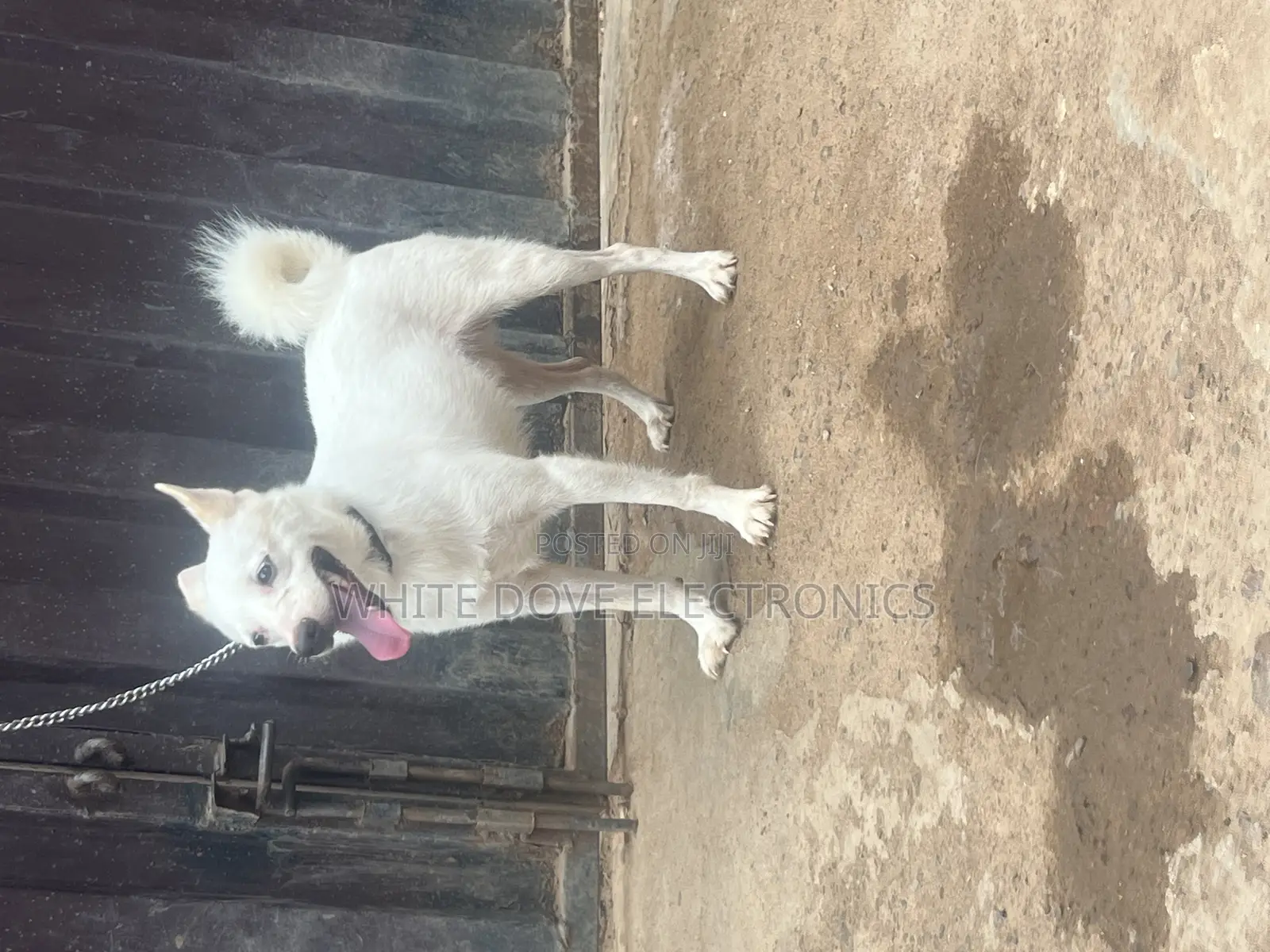 6-12 months Male Purebred American Eskimo