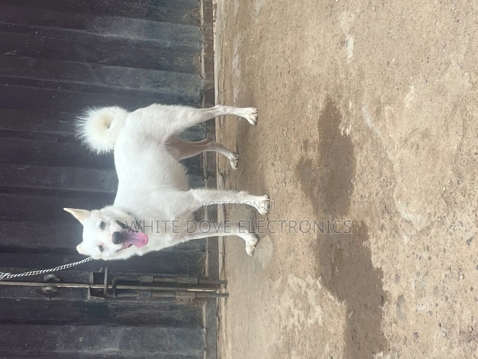 6-12 months Male Purebred American Eskimo