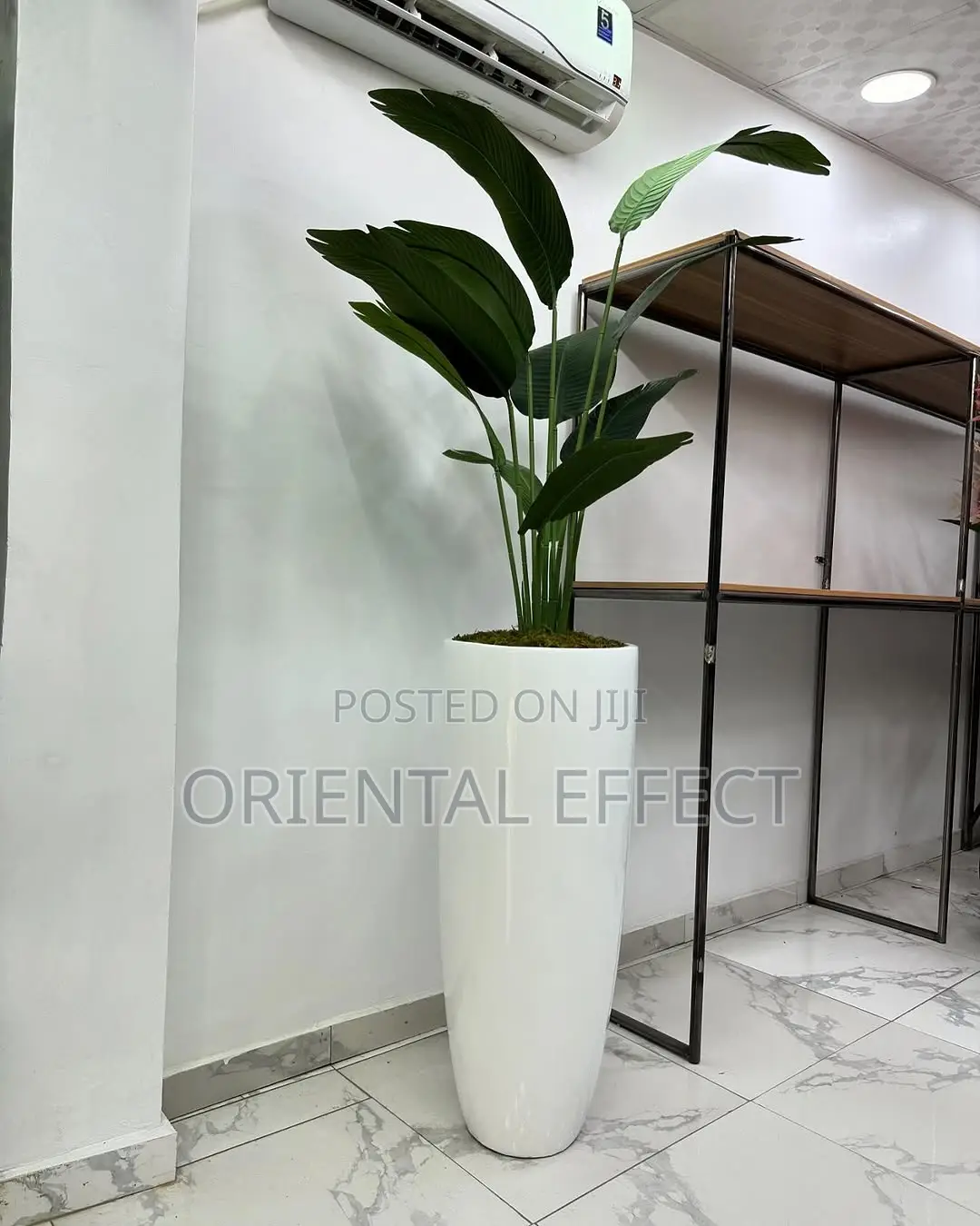 Banana Palm (160cm) With Tall Cylindrical White Pot