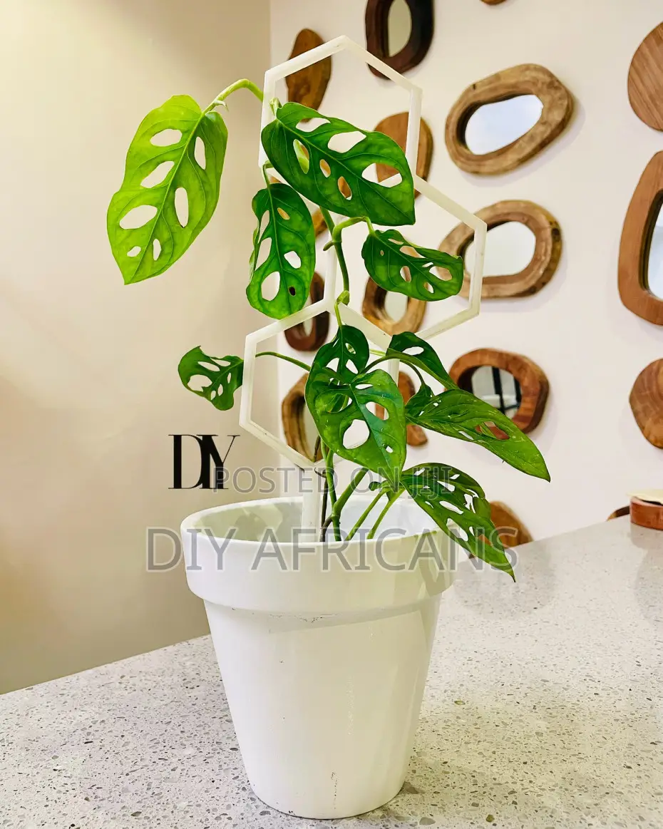 Diy Plant Trellis Large