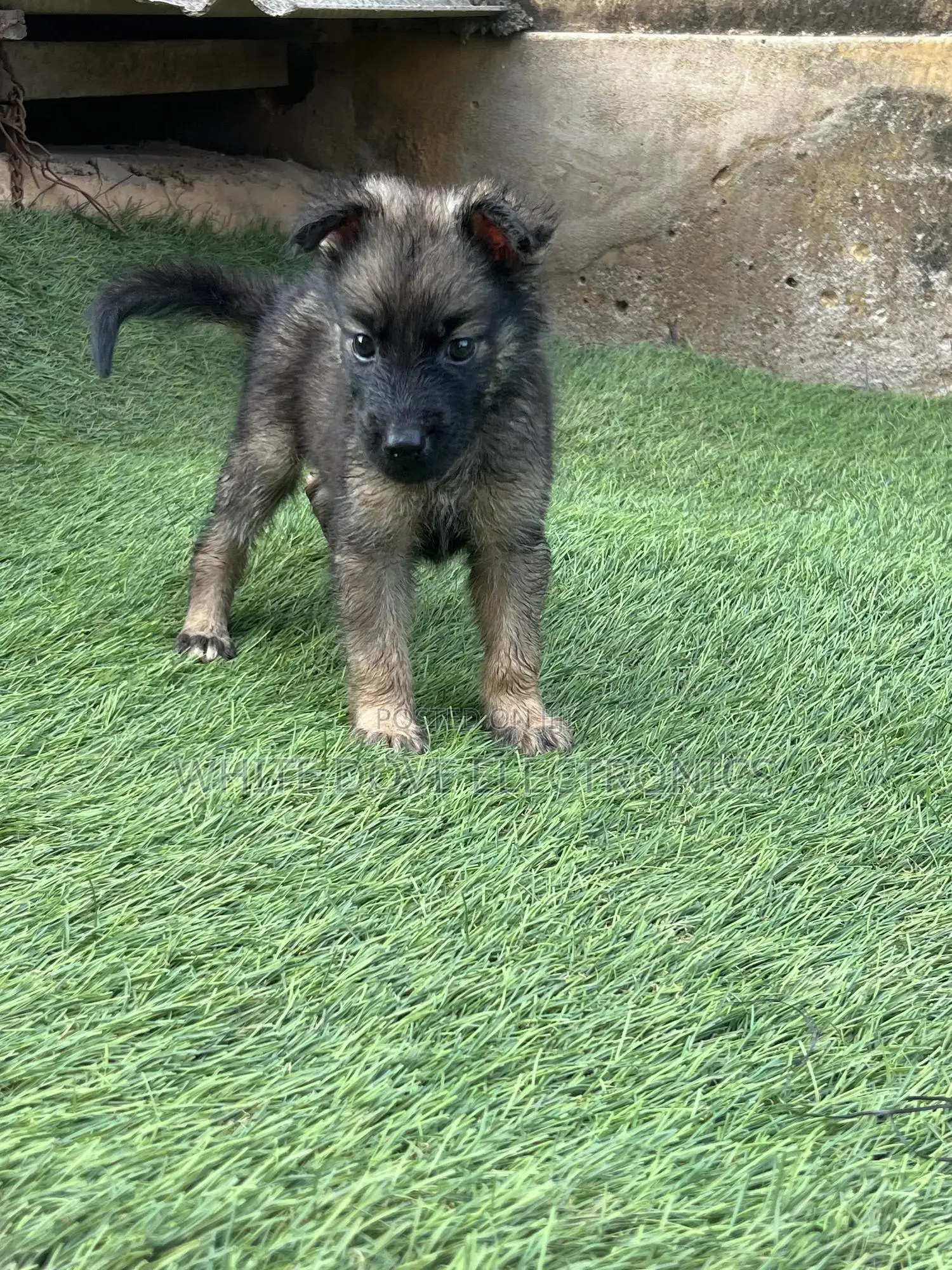 1-3 months Male Purebred German Shepherd