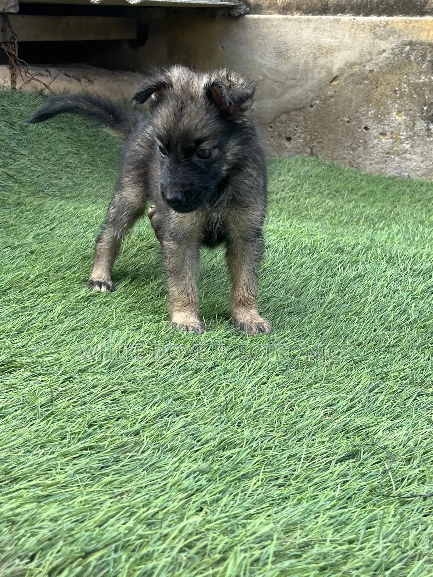 1-3 months Male Purebred German Shepherd