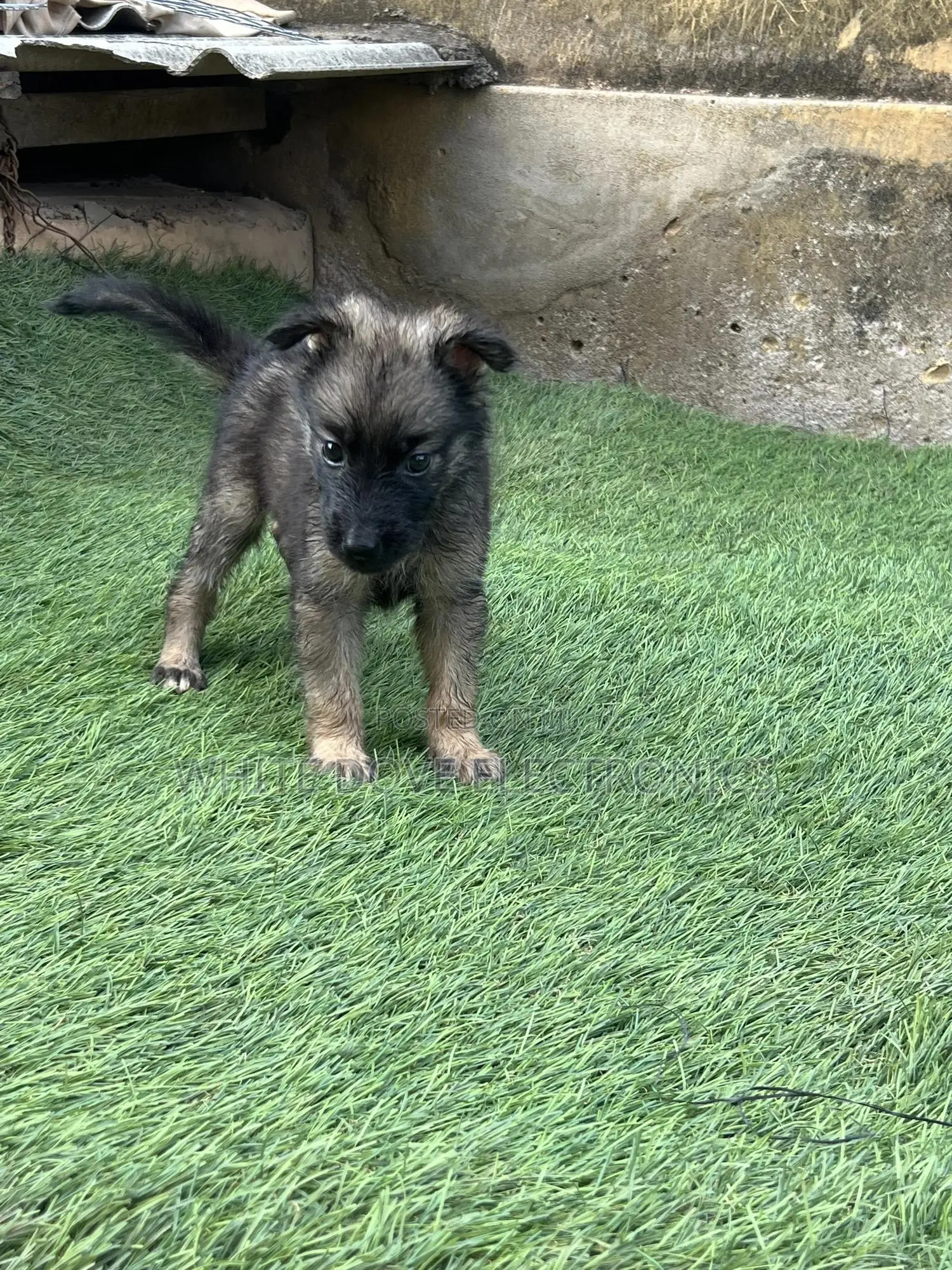 1-3 months Male Purebred German Shepherd