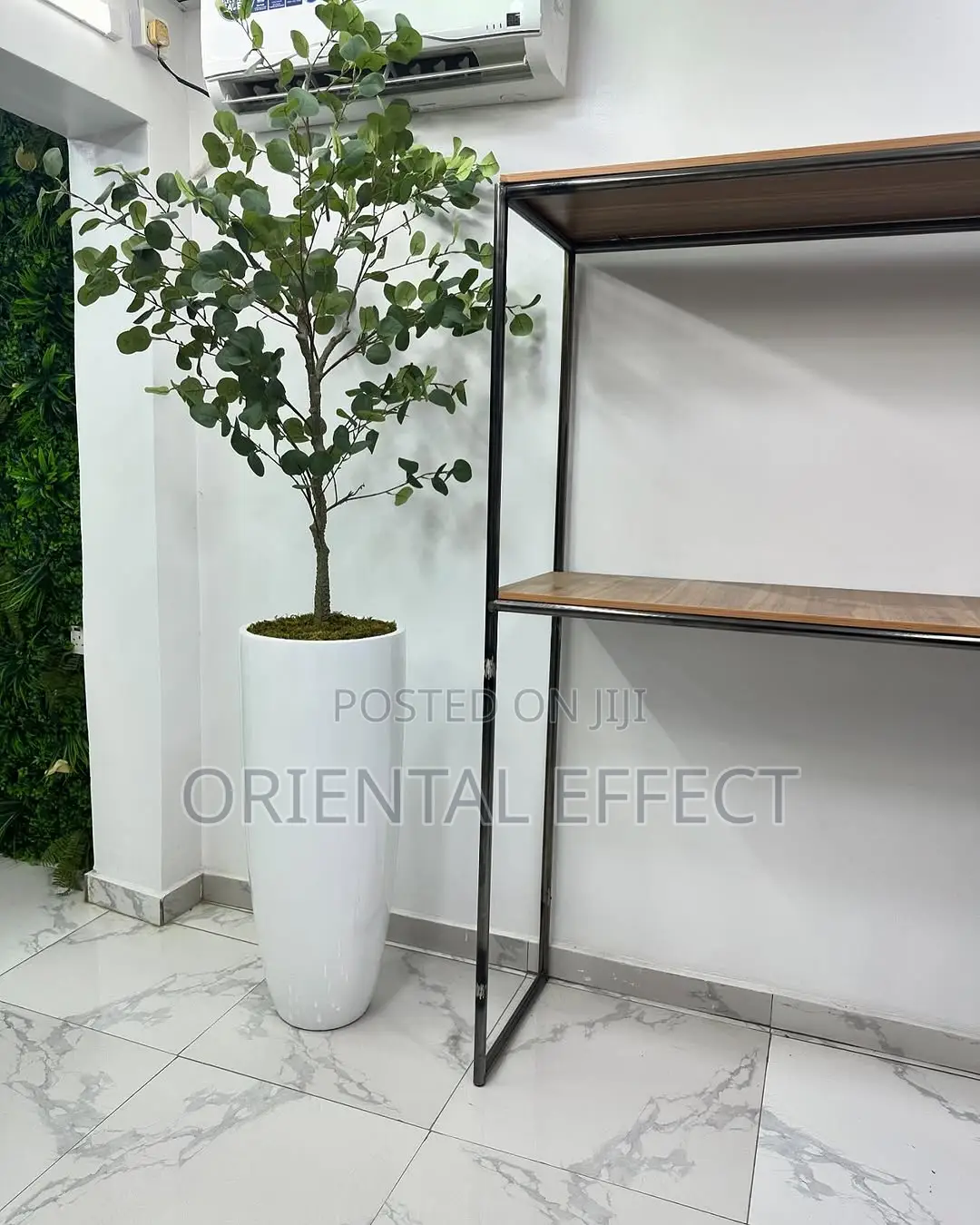 Eucalyptus (165cm) With Tall Cylindrical Pot