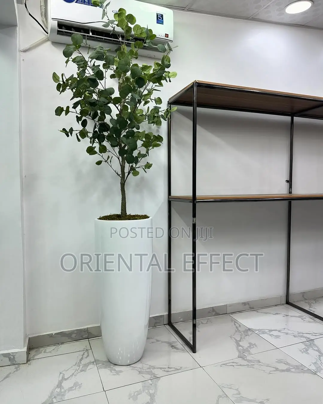 Eucalyptus (165cm) With Tall Cylindrical Pot