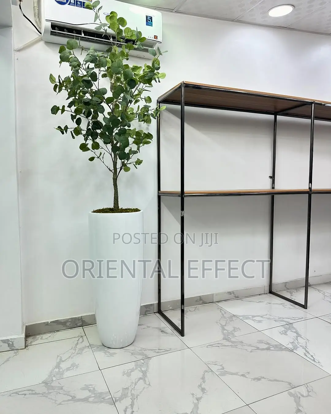 Eucalyptus (165cm) With Tall Cylindrical Pot