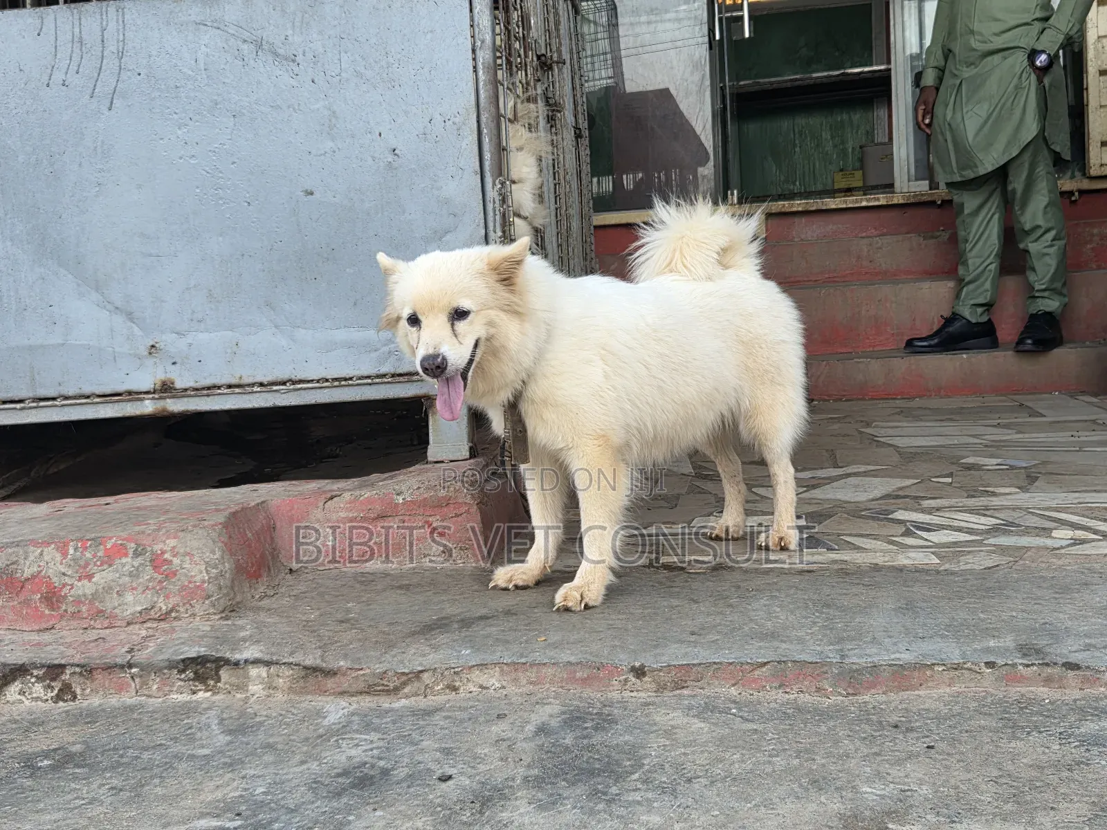 1+ year Female Purebred American Eskimo