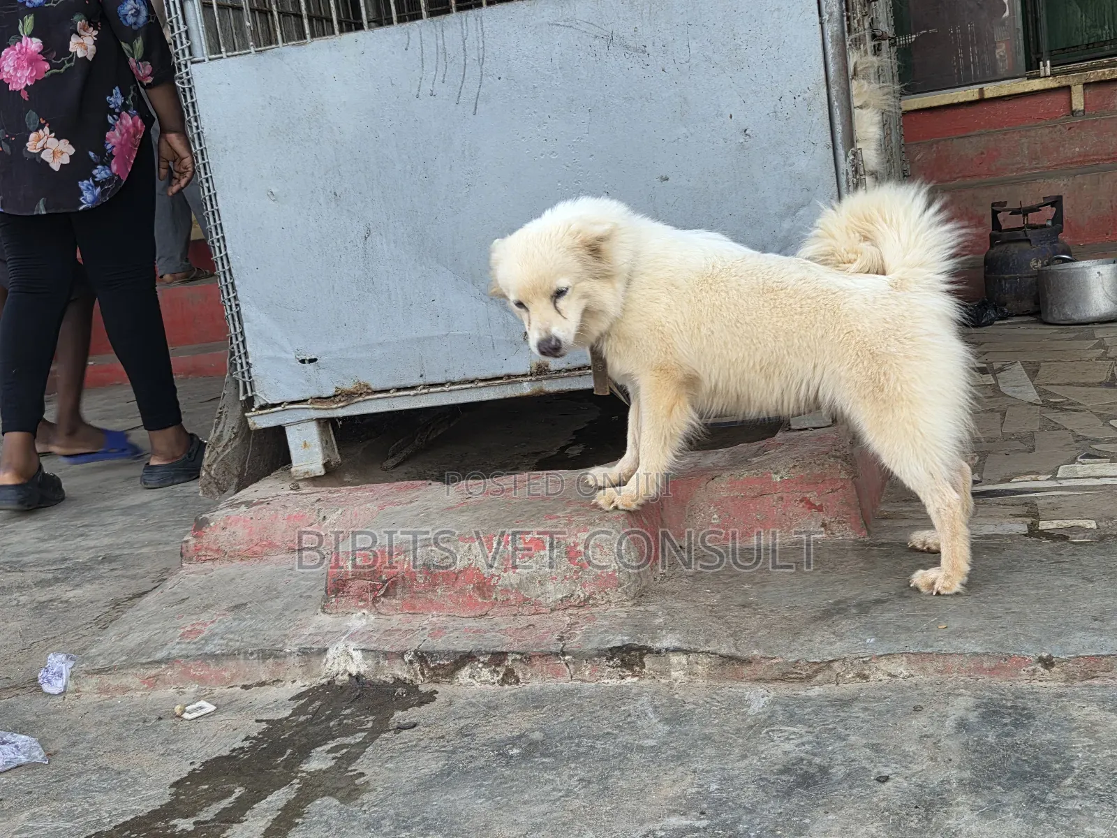 1+ year Female Purebred American Eskimo