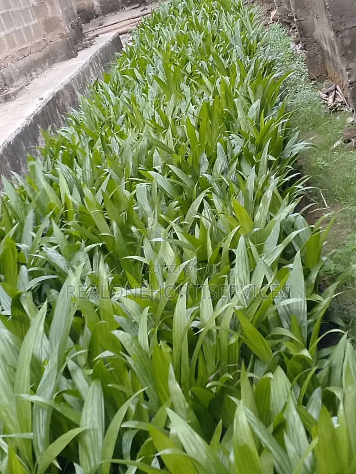 Hybrid Tenera Oil Palm Seedlings Available