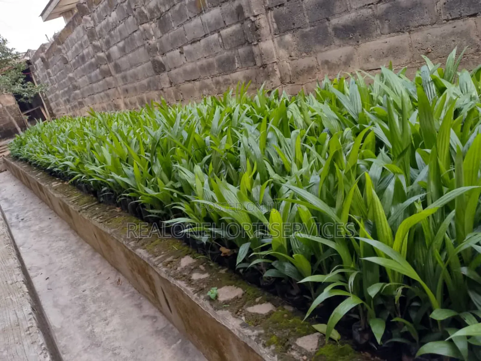 Hybrid Tenera Oil Palm Seedlings Available