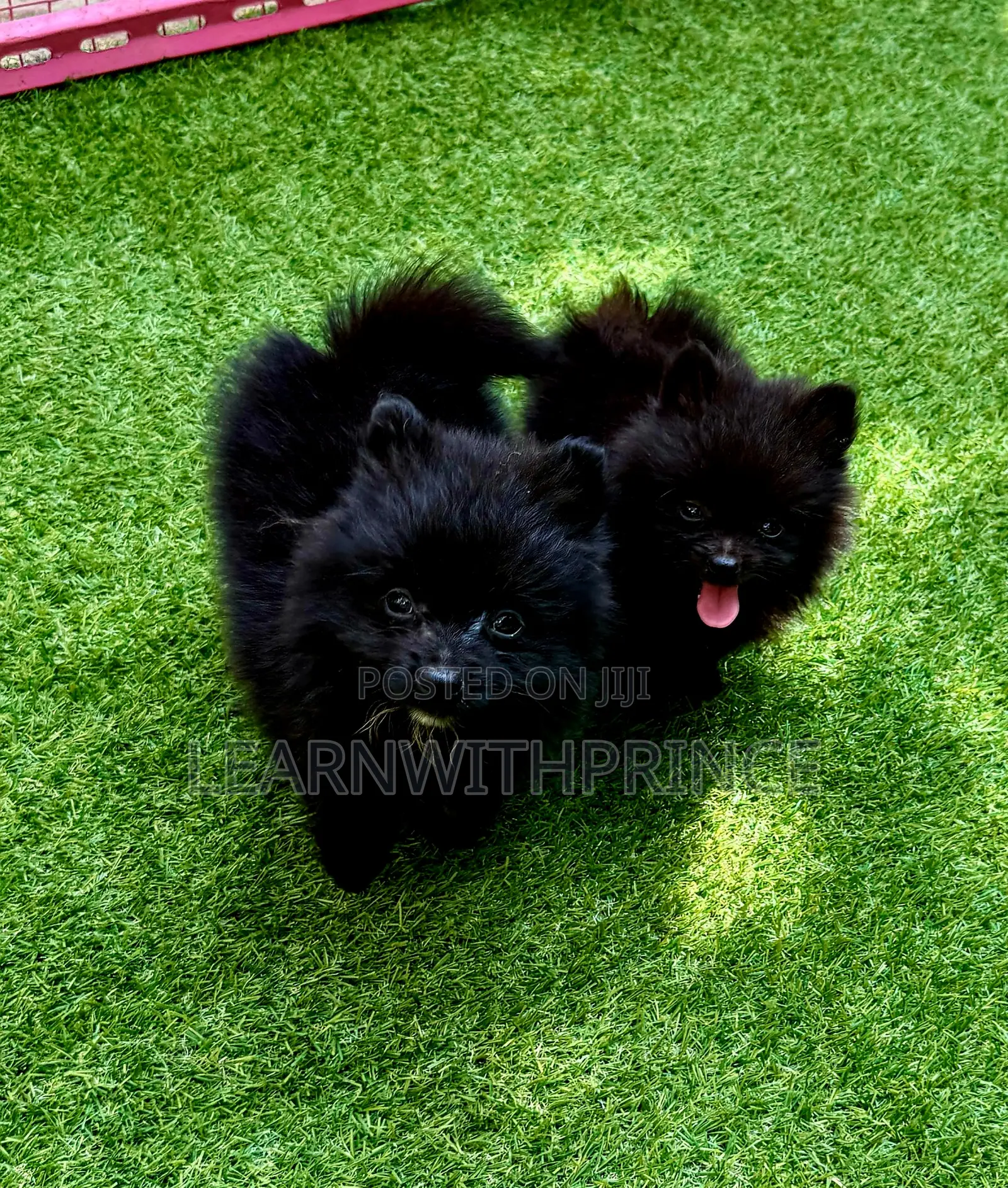 1-3 months Female Purebred Pomeranian