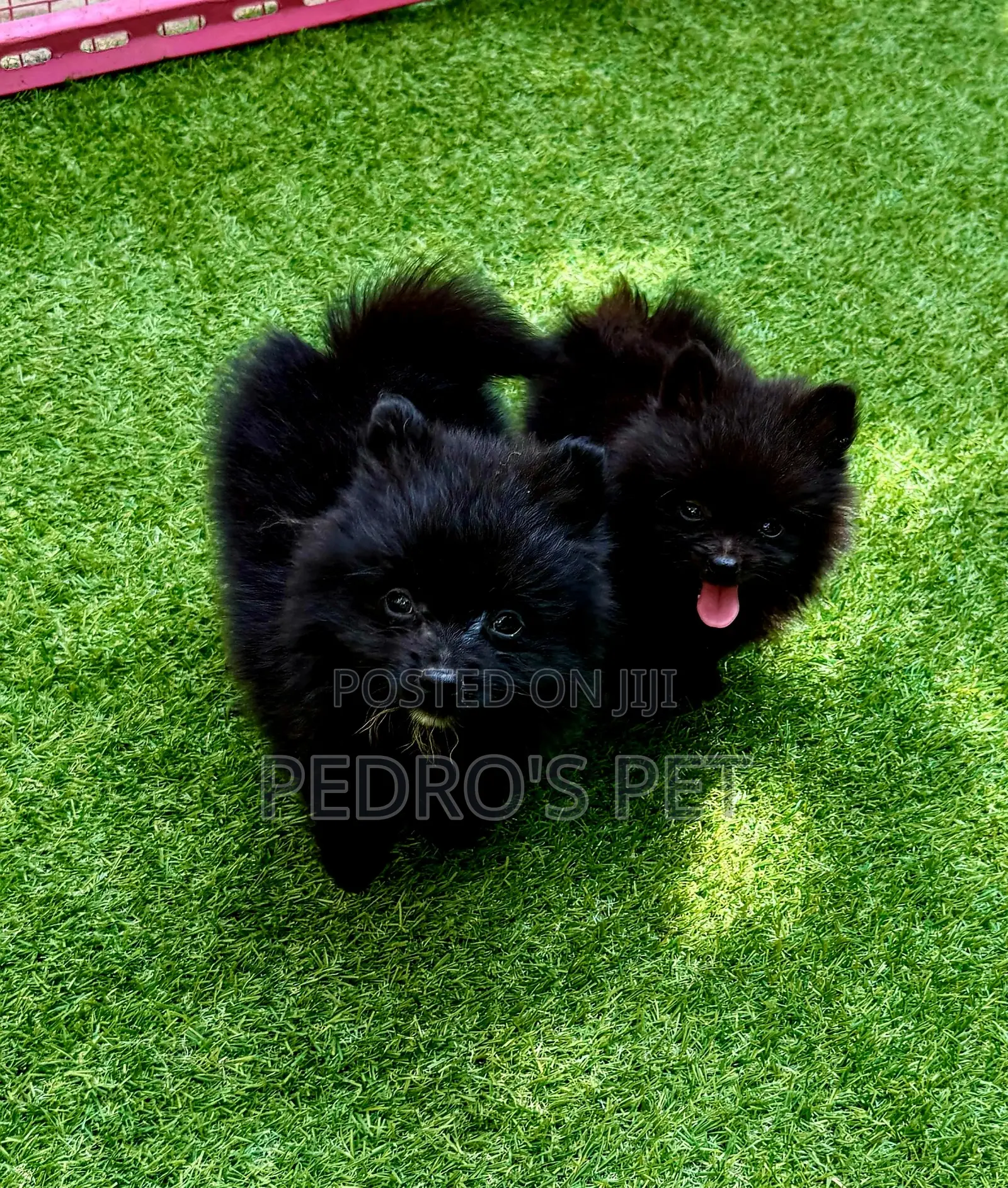 1-3 months Female Purebred Pomeranian