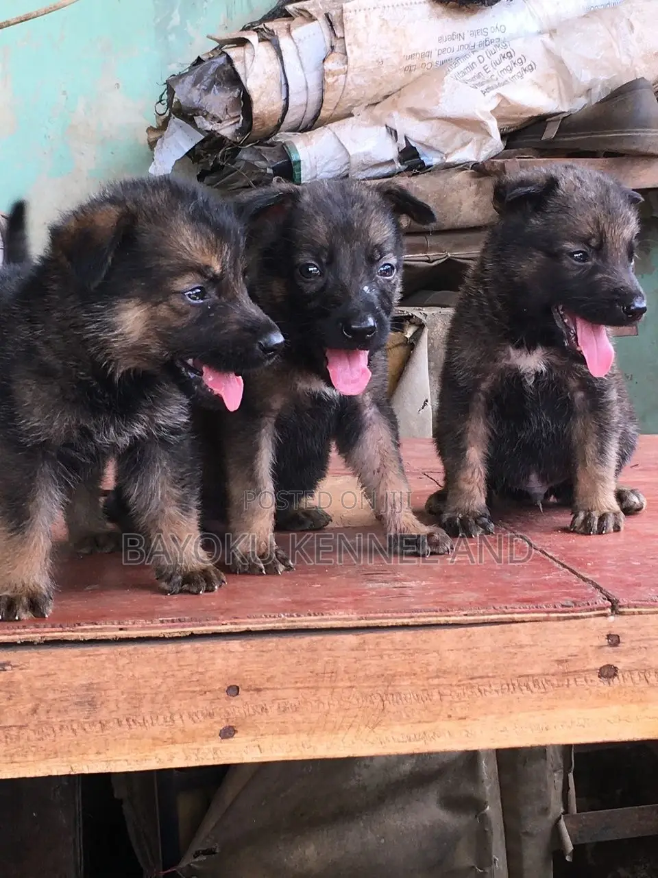 1-3 months Male Purebred German Shepherd