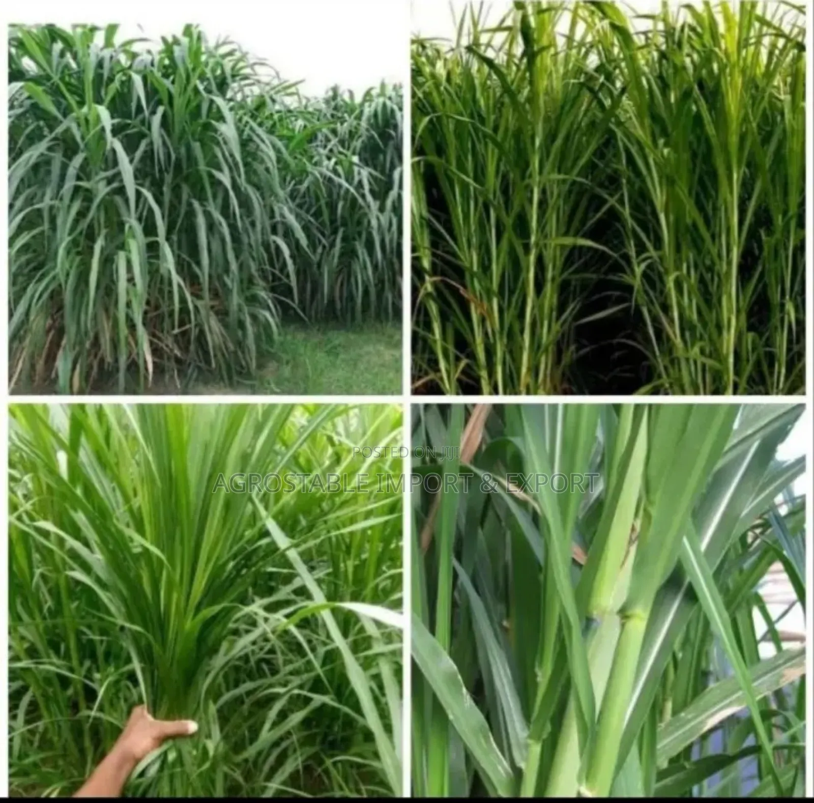 Super Napier Grass Cutting (100pcs)