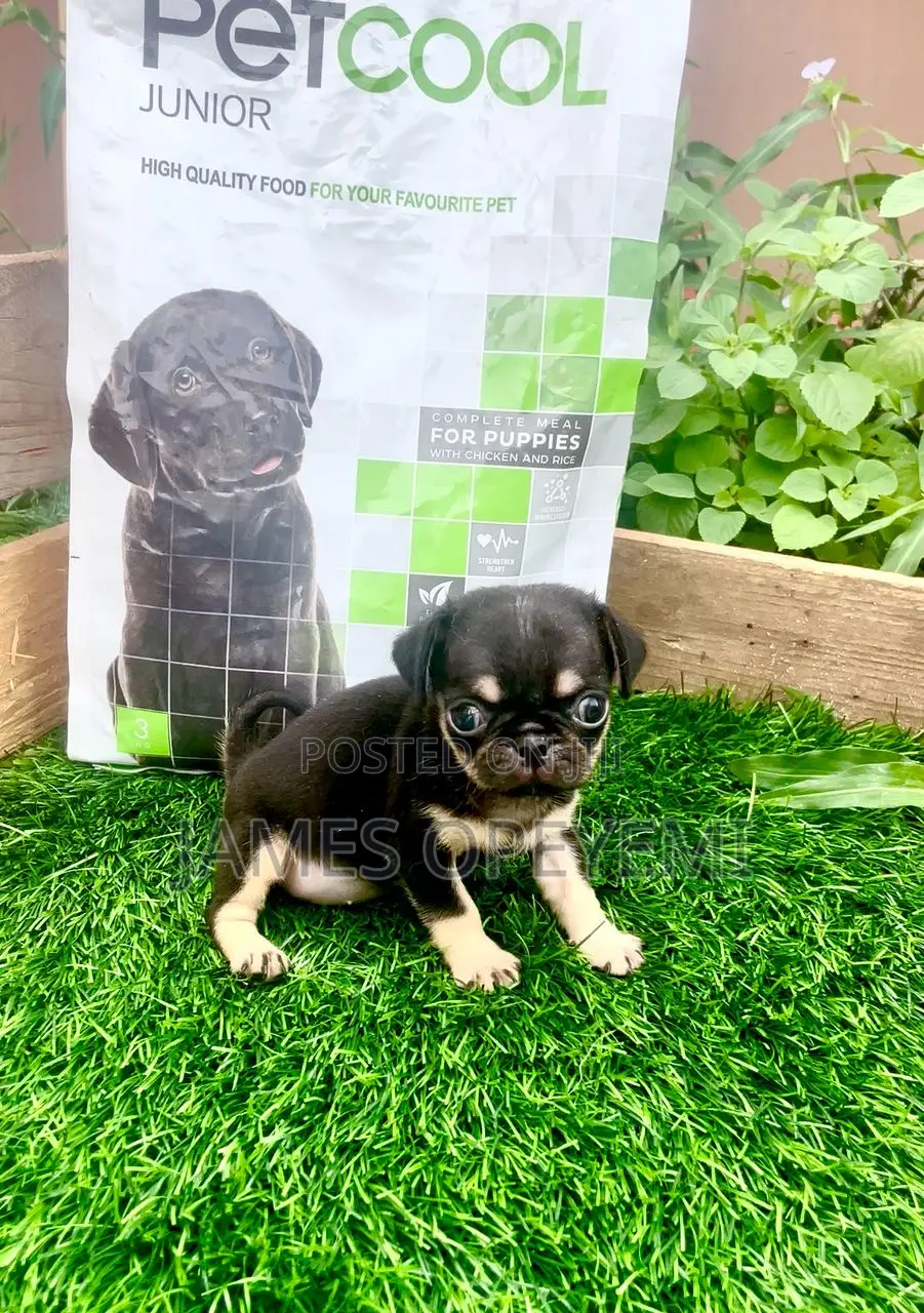 1-3 months Male Purebred Pug