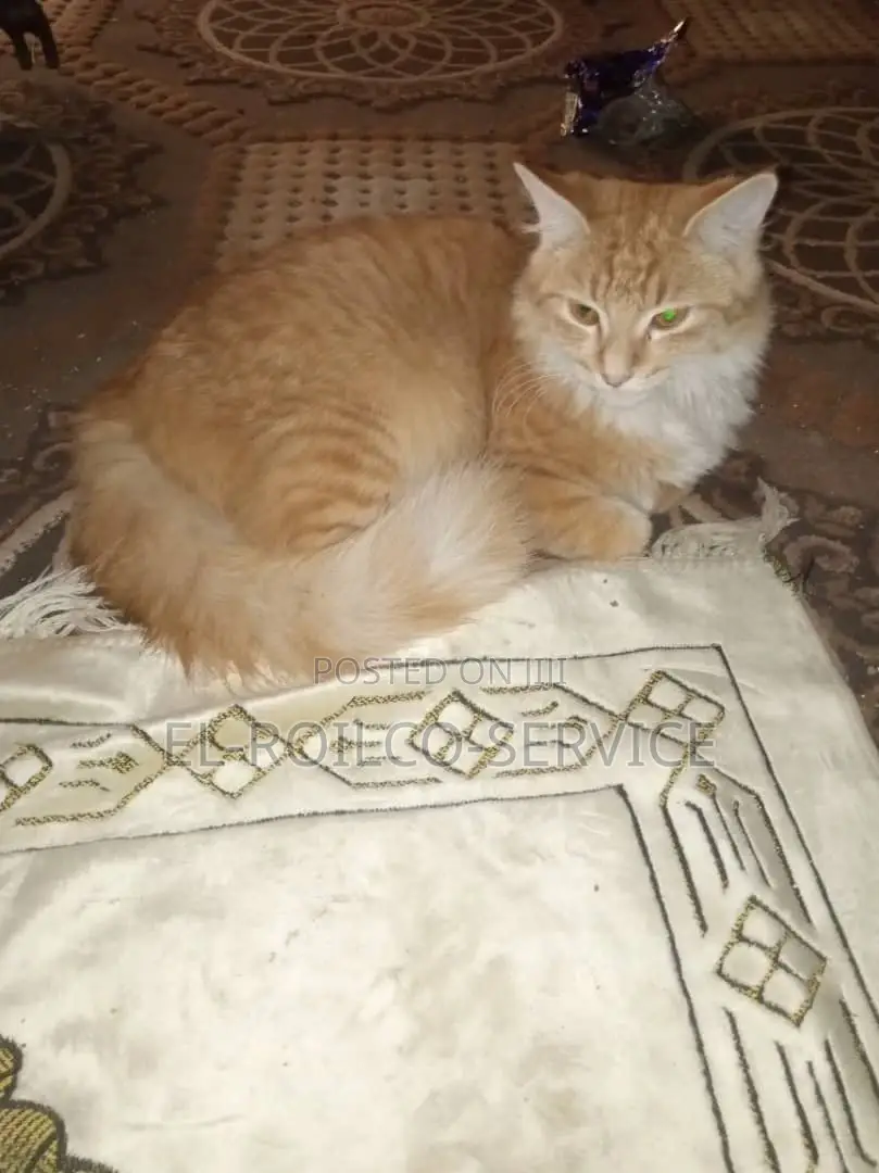 3-6 months Male Purebred Turkish Angora