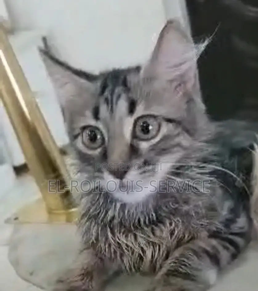 3-6 months Female Purebred Maine Coon
