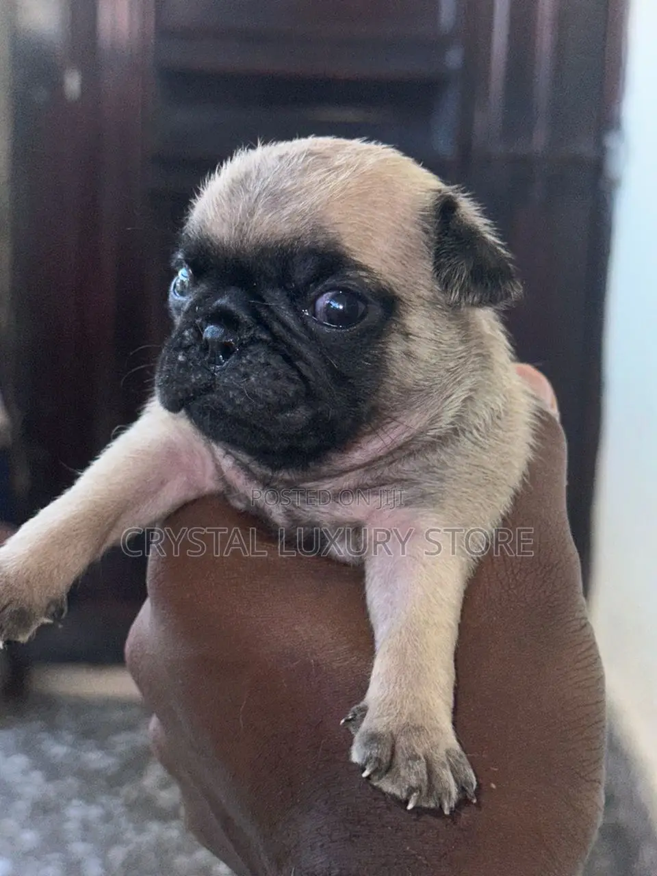 1-3 months Female Purebred Pug