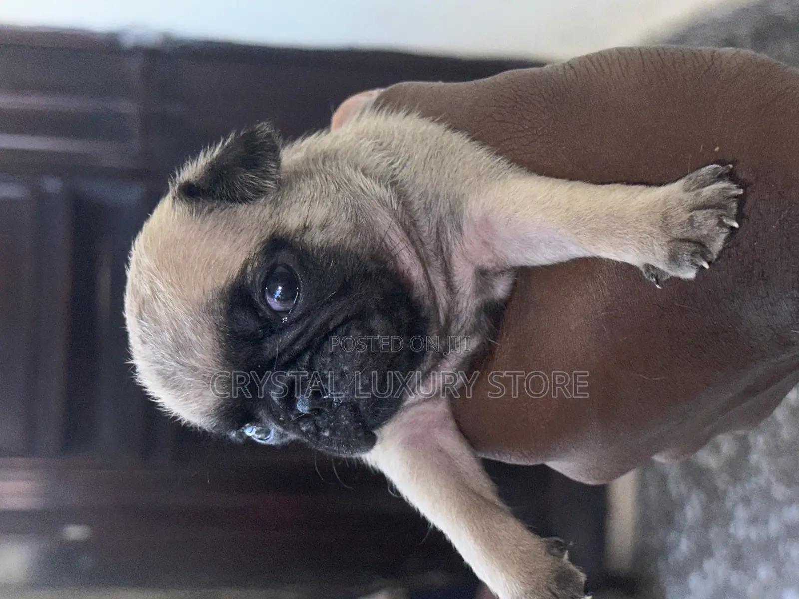 1-3 months Female Purebred Pug