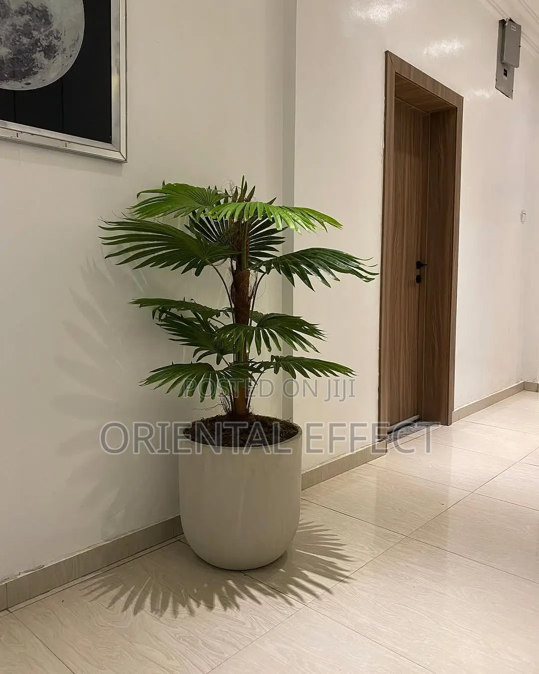 Artificial Fan Palm Plant – 132cm With Nude Orion Pot