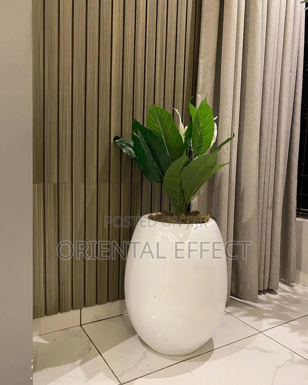 Small Anthurium in White Evo Pot – 100cm