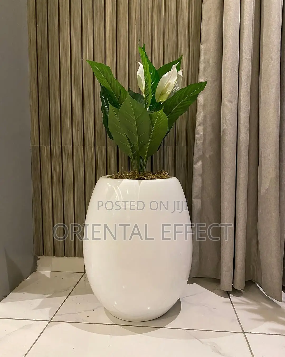 Small Anthurium in White Evo Pot – 100cm