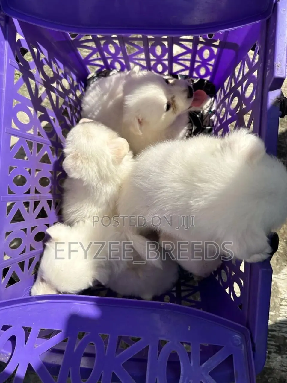 1-3 months Female Purebred American Eskimo