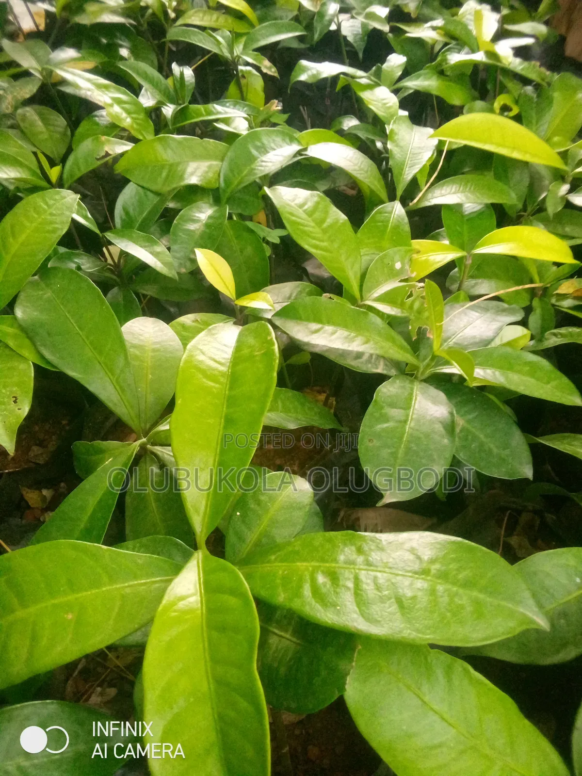 Bitter Kola Seedlings