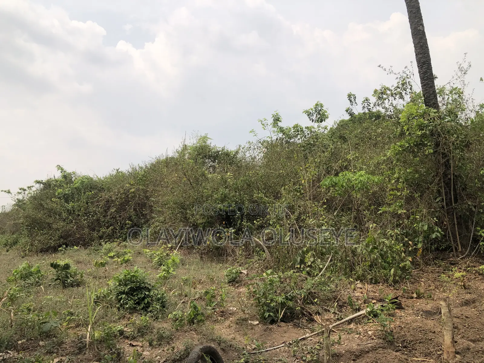 Good Agric Farm Land for Sale in Ogun State Nigeria