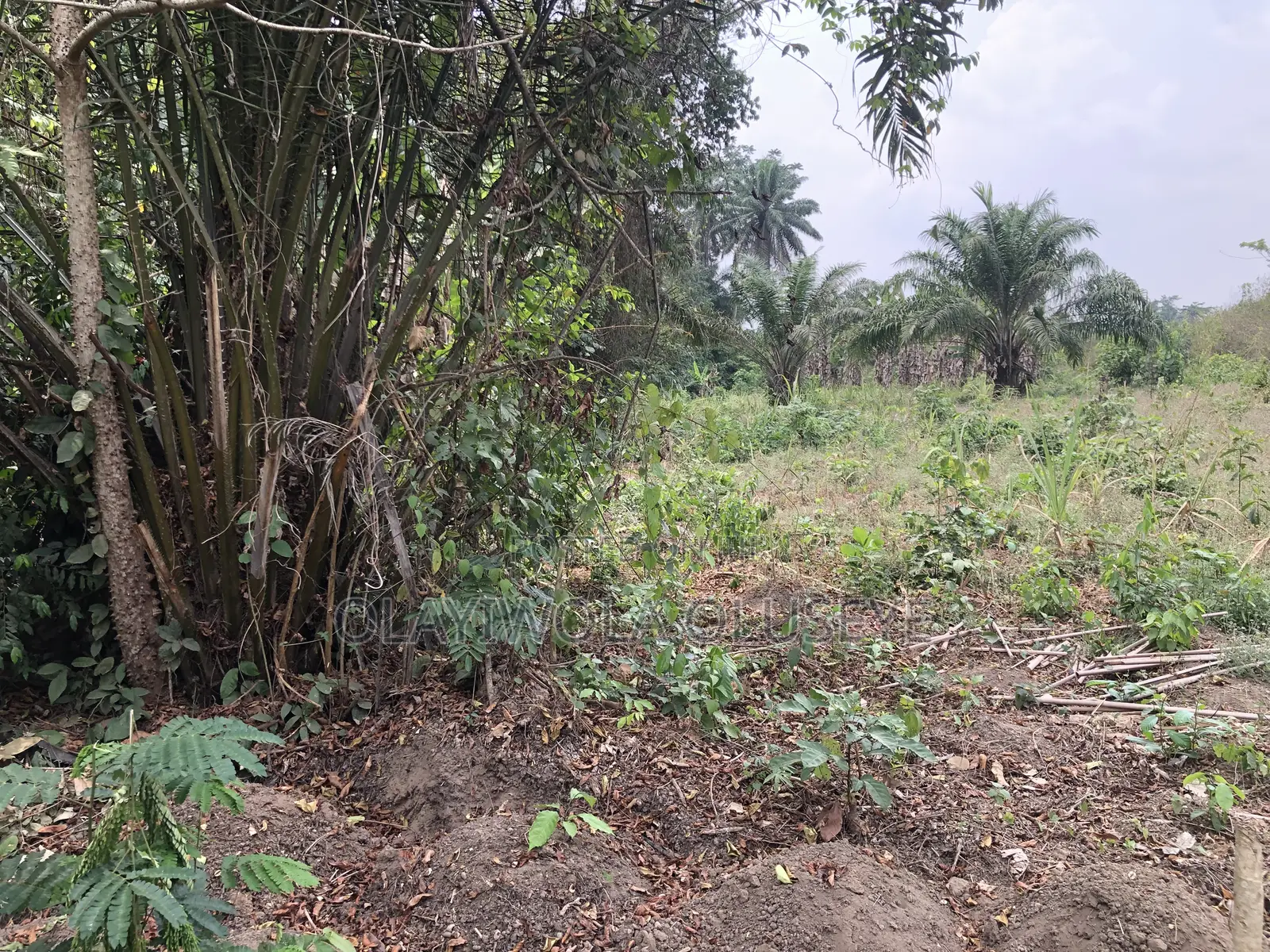 Good Agric Farm Land for Sale in Ogun State Nigeria