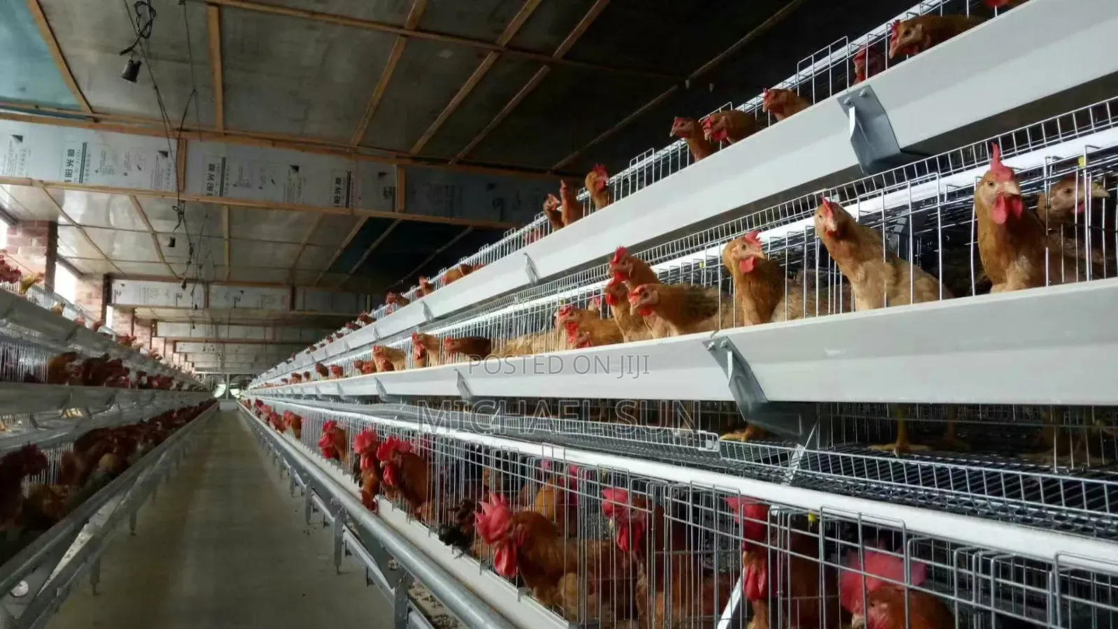 Automatic Battery Cage Chicken Cages