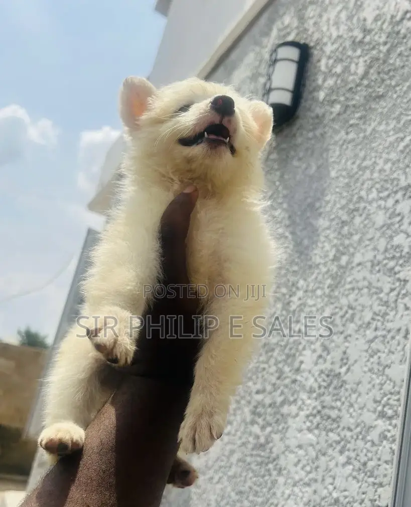 1-3 months Female Purebred American Eskimo