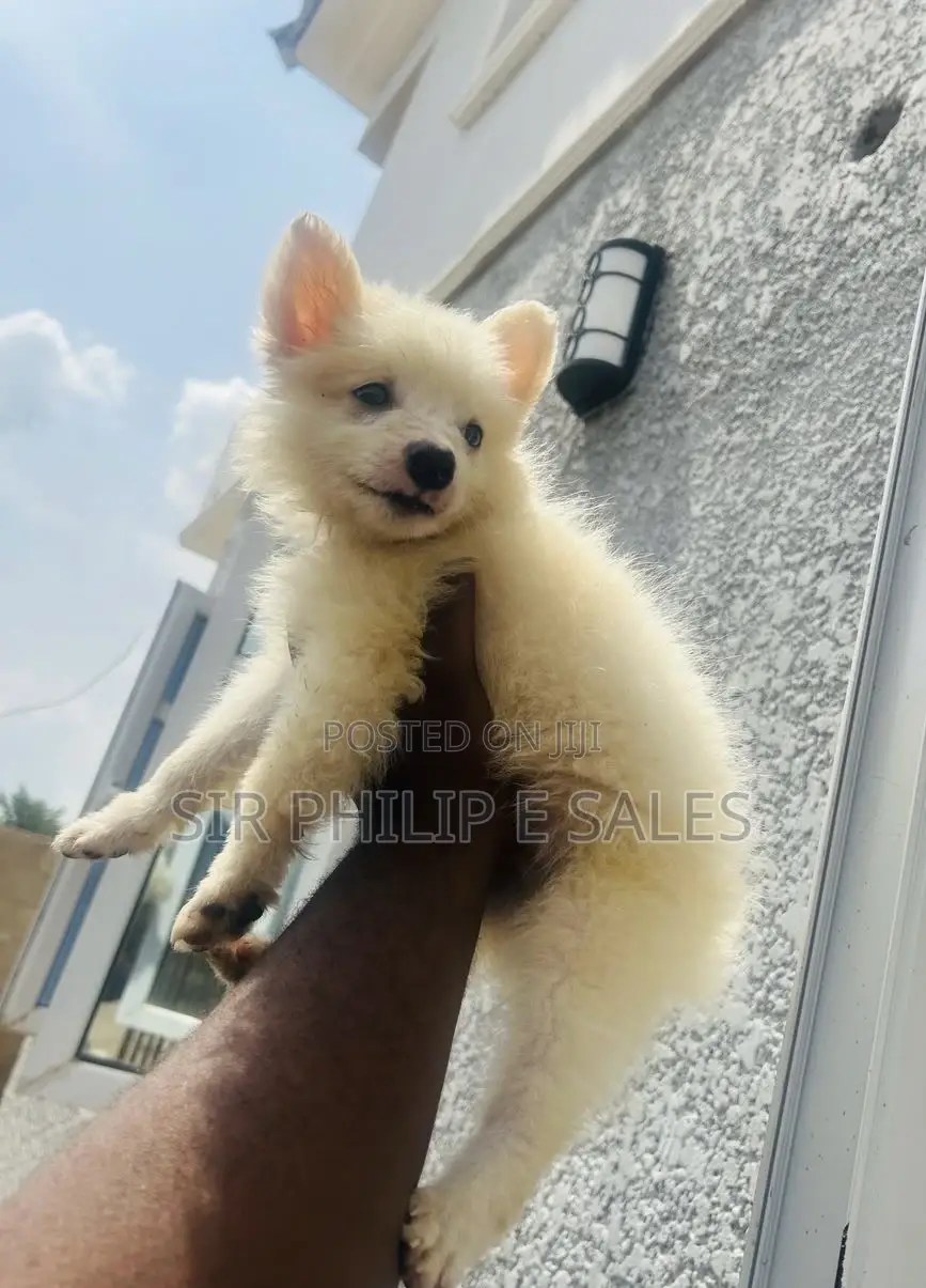 1-3 months Female Purebred American Eskimo