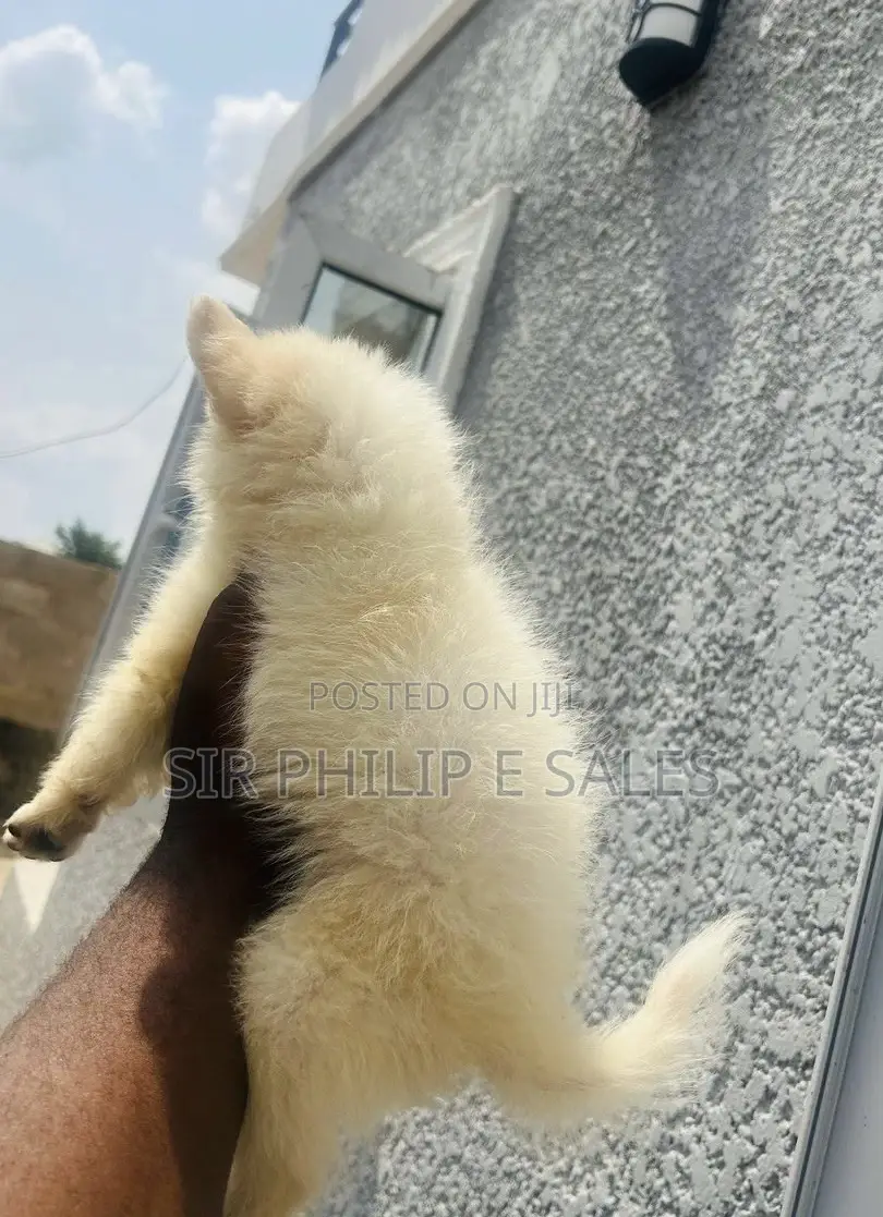 1-3 months Female Purebred American Eskimo