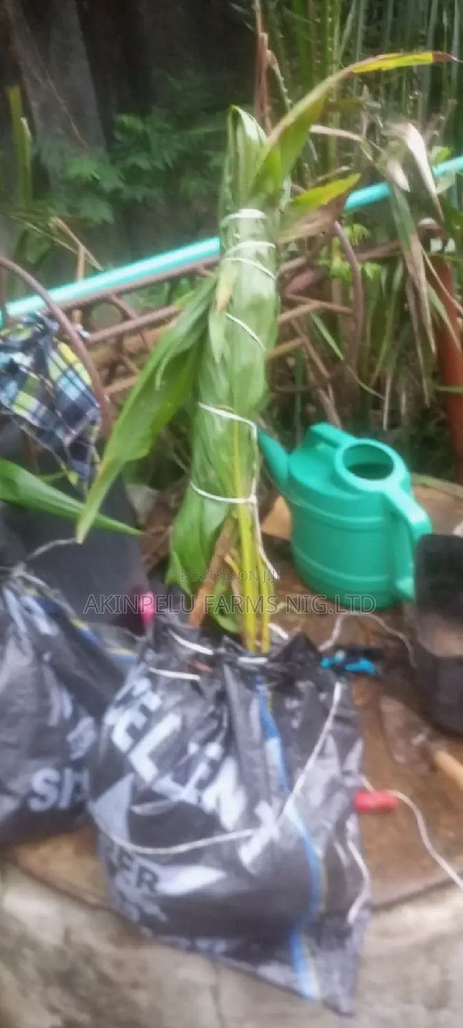 Dwarf Hybrid Coconut Seedlings