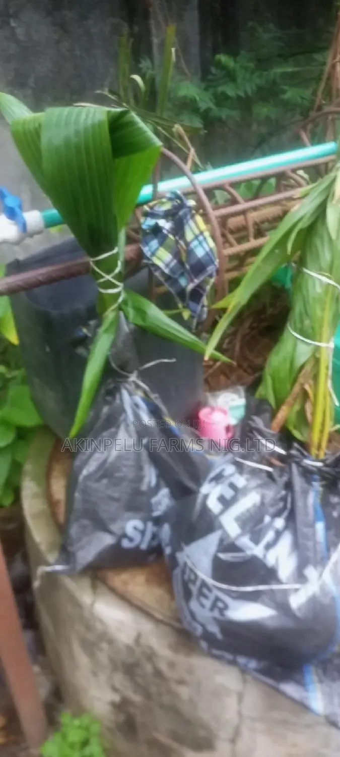 Dwarf Hybrid Coconut Seedlings
