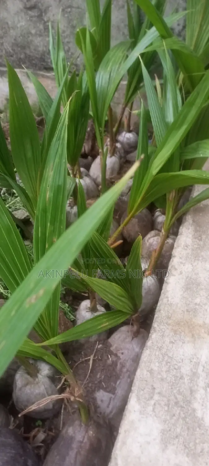 Dwarf Hybrid Malaysian Coconut Seedlings