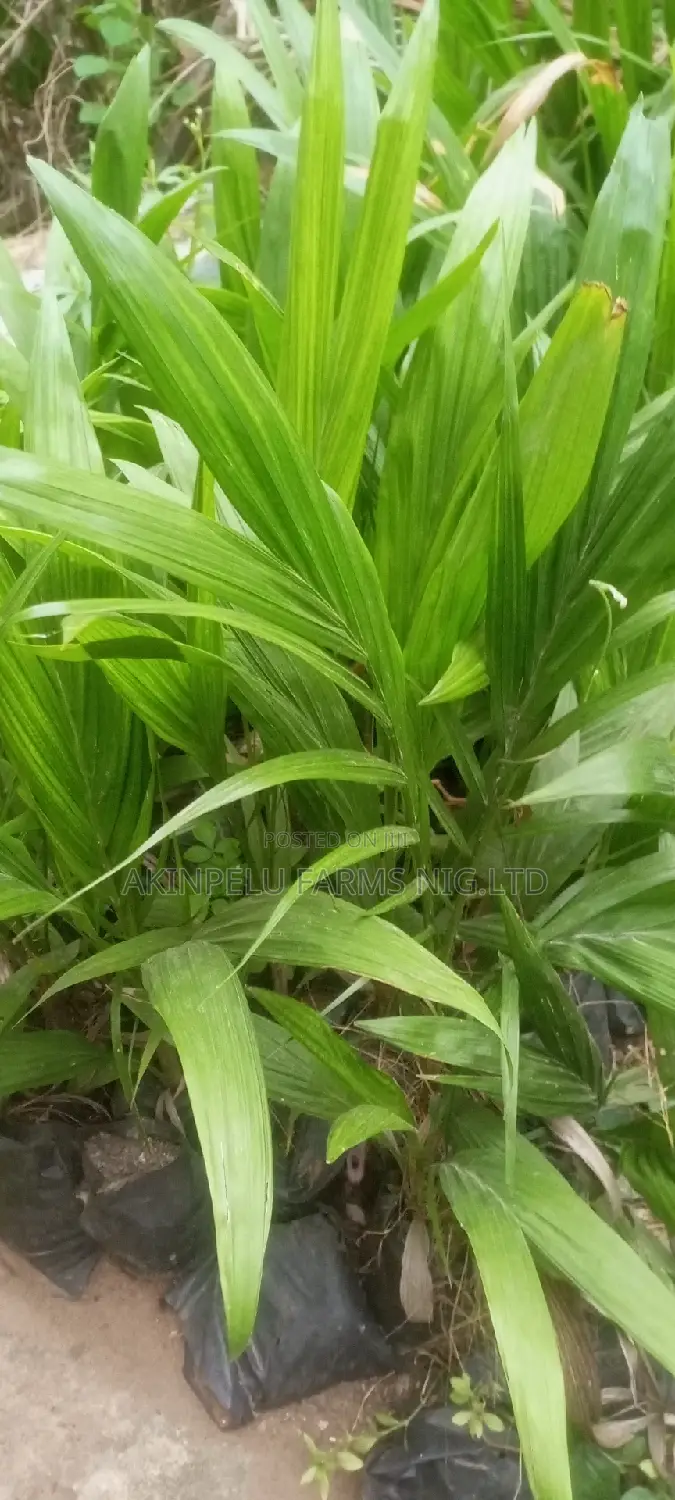 Dwarf Hybrid Malaysian Coconut Seedlings