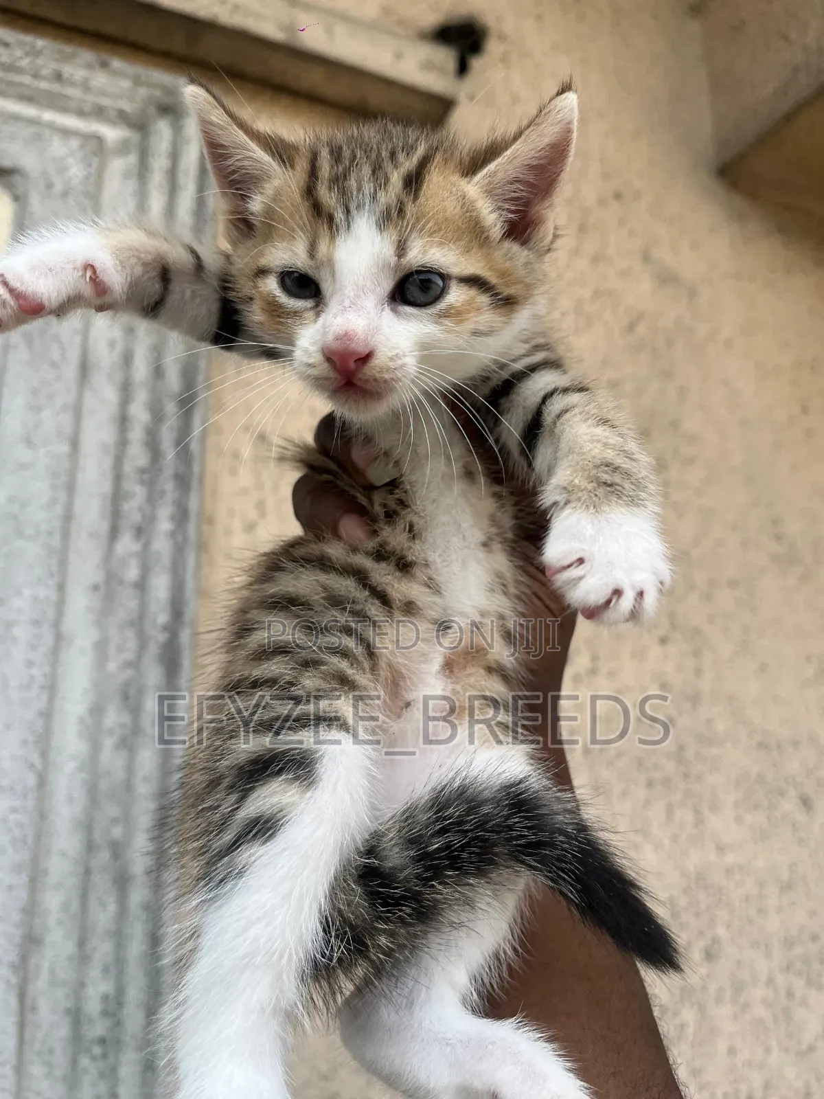 1-3 months Male Purebred American Wirehair