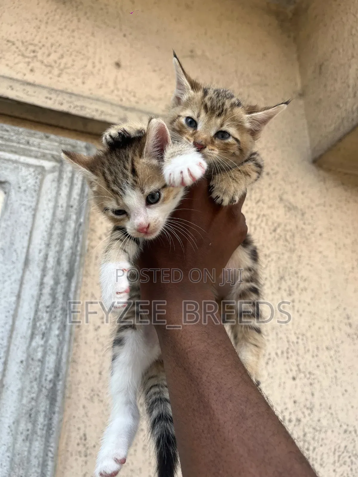 1-3 months Male Purebred American Wirehair