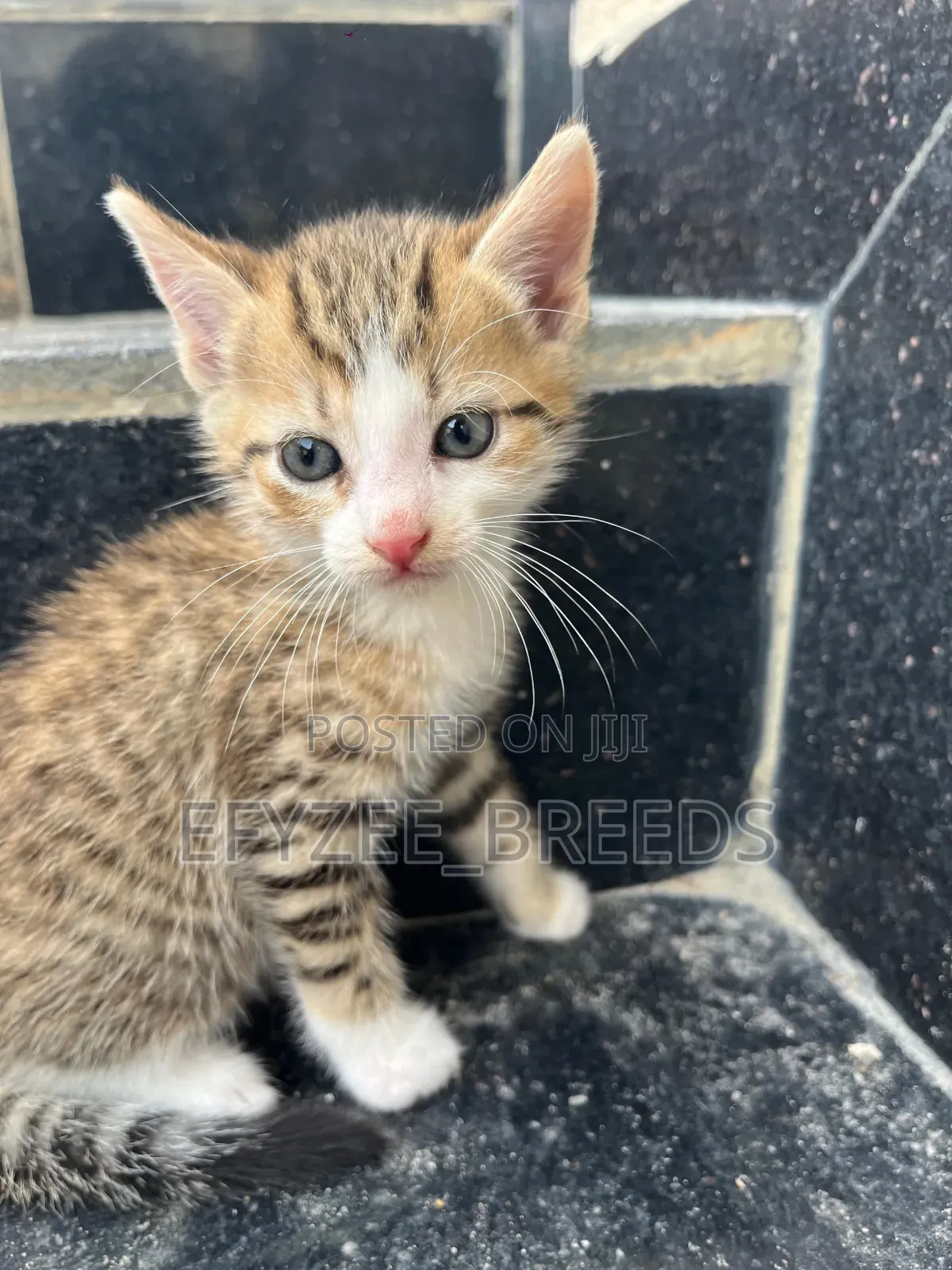 1-3 months Male Purebred American Wirehair
