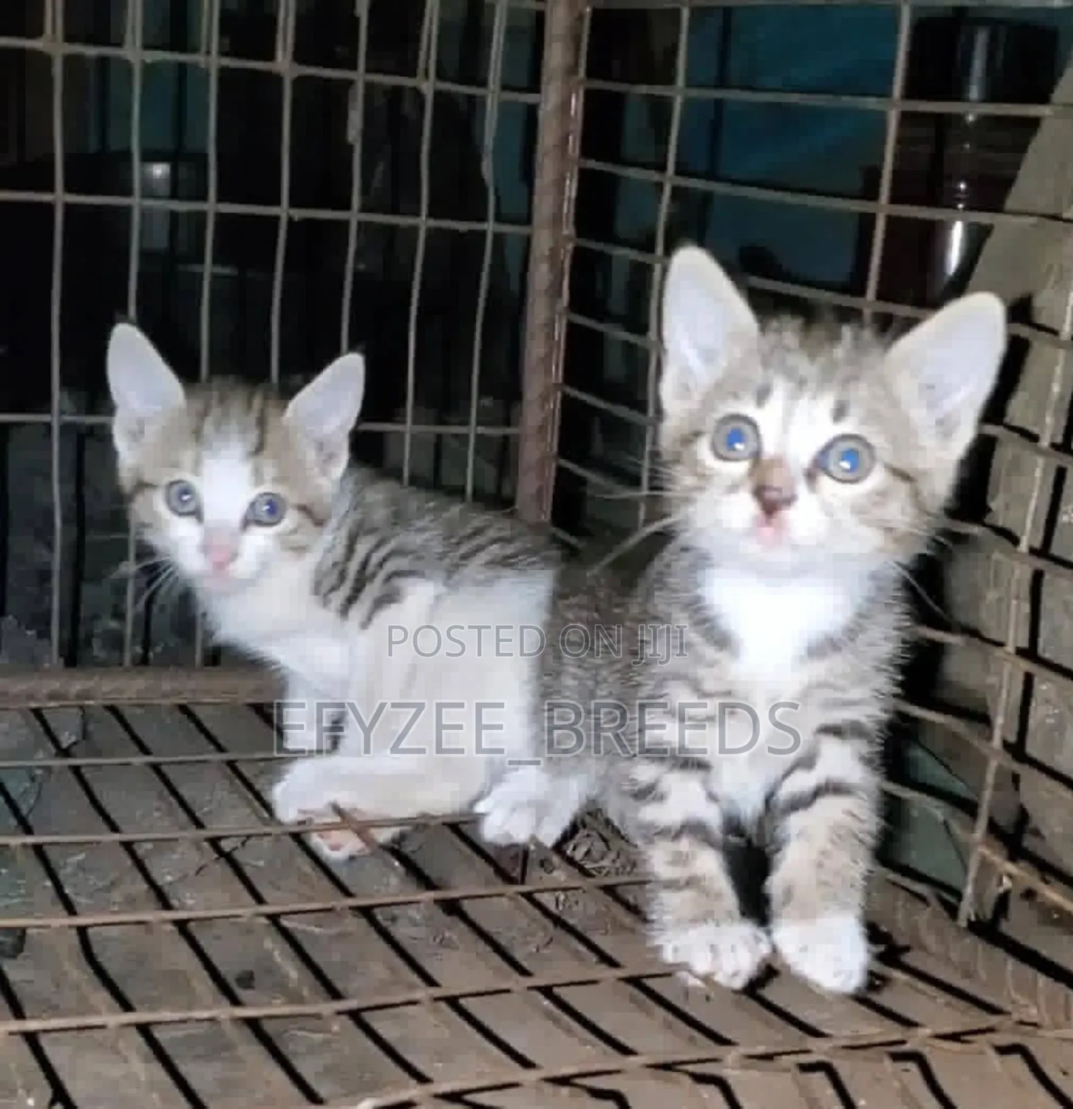 1-3 months Male Purebred American Wirehair